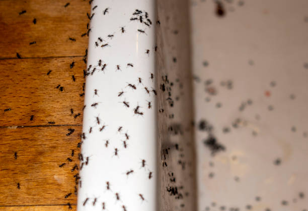 Flea Control Services in Monroe, UT