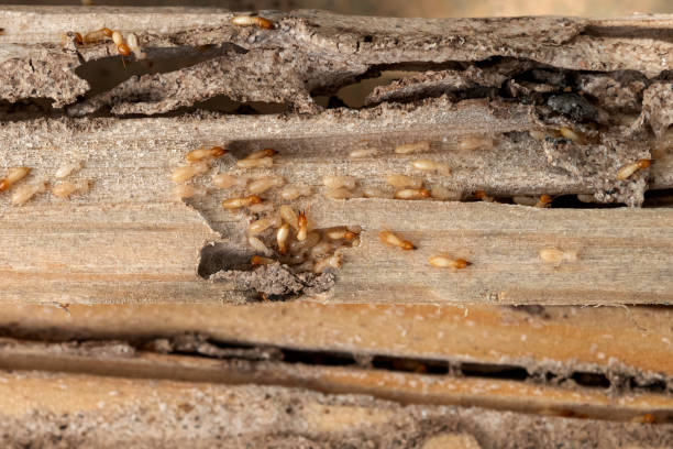 Best Pest Control for Businesses  in Monroe, UT